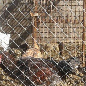 tecili satiram 1 xoruz 2 fere 3 ci 100 manat