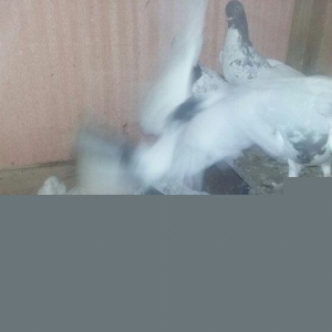 quşlar 1 cüt ana 3 cüt kəvən .250 manat son qiymət.Ramanadadlr.