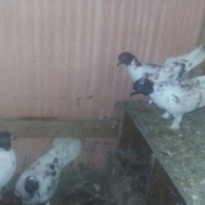 quşlar 1 cüt ana 3 cüt kəvən .250 manat son qiymət.Ramanadadlr.