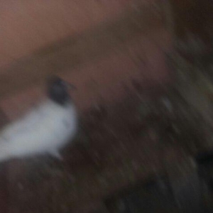 quşlar 1 cüt ana 3 cüt kəvən .250 manat son qiymət.Ramanadadlr.