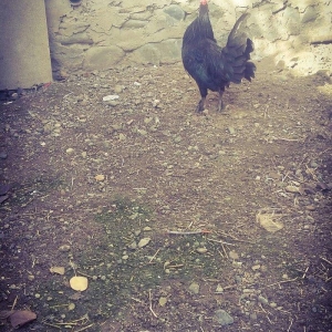 yaxsi yapon xoruzu satilir hele colpadi yaxsi sort