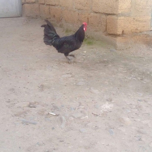 yaxsi yapon xoruzu satilir hele colpadi yaxsi sortu