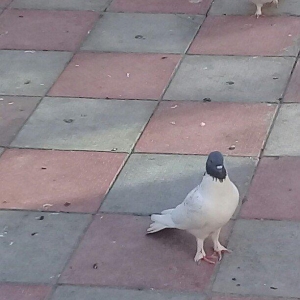 qizğın erkeydi qiymət sondu isdəyən olsa vatsapda vidyosun ata bilər