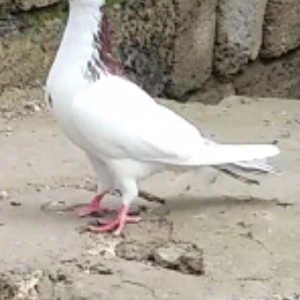 3 Quwdu.Qirmizi Boynu Gullu Erkek.Qara Boynu Gullu Maya.Goy Agqened Er