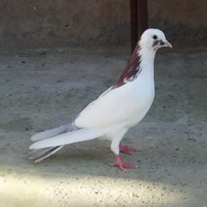 3 Quwdu.Qirmizi Boynu Gullu Erkek.Qara Boynu Gullu Maya.Goy Agqened Er