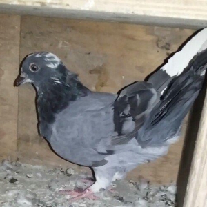 3 Quwdu.Qirmizi Boynu Gullu Erkek.Qara Boynu Gullu Maya.Goy Agqened Er