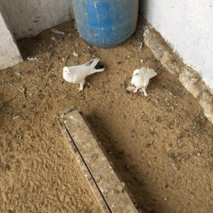 Enni quyruq erkek 19 tuk maya 17 tuk cut deyiller cute vurmaq lazımdı