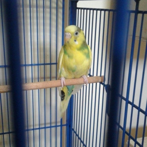 salam papqay satlram iki ededi disidiler birilin q