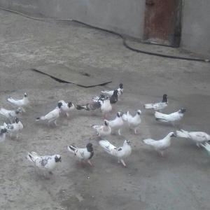 22ed qara baw qiymeti 500azn. fikri ciddi olanlar zeng etsin.