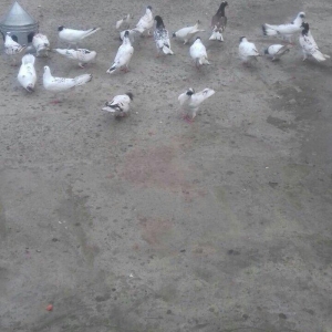 22ed qara baw qiymeti 500azn. fikri ciddi olanlar zeng etsin.