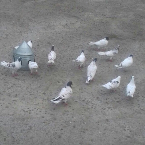 22ed qara baw qiymeti 500azn. fikri ciddi olanlar zeng etsin.