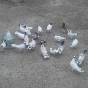 22ed qara baw qiymeti 500azn. fikri ciddi olanlar zeng etsin.