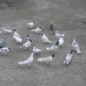 22ed qara baw qiymeti 500azn. fikri ciddi olanlar zeng etsin.