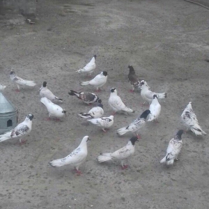 22ed qara baw qiymeti 500azn. fikri ciddi olanlar zeng etsin.