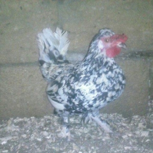 salam.1xoruz 5fere.yumurtyurlar. 1cut de zibrit. 90m. yaponkada 6si 90