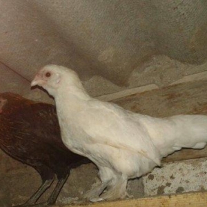 salam.1xoruz 5fere.yumurtyurlar. 1cut de zibrit. 90m. yaponkada 6si 90