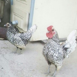 salam.1xoruz 5fere.yumurtyurlar. 1cut de zibrit. 90m. yaponkada 6si 90