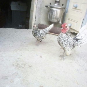 salam.1xoruz 5fere.yumurtyurlar. 1cut de zibrit. 90m. yaponkada 6si 90