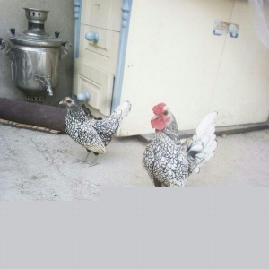 salam.1xoruz 5fere.yumurtyurlar. 1cut de zibrit. 90m. yaponkada 6si 90