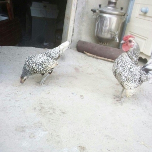 salam.1xoruz 5fere.yumurtyurlar. 1cut de zibrit. 90m. yaponkada 6si 90