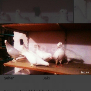 satıram temız heyvanlardı ag lelekdıler dordu 