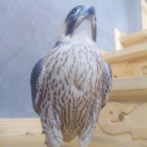 Sahin satiram tecili ucuz rial alici zeng etsin 0516067666 0556067666