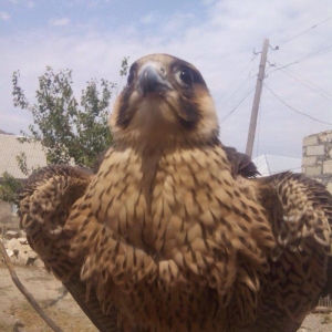 Sahin satiram tecili ucuz rial alici zeng etsin 0516067666 0556067666