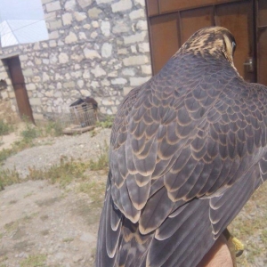 Sahin satiram tecili ucuz rial alici zeng etsin 0516067666 0556067666