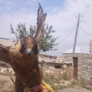 Sahin satiram tecili ucuz rial alici zeng etsin 0516067666 0556067666