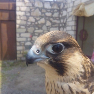 Sahin satiram tecili ucuz rial alici zeng etsin 0516067666 0556067666