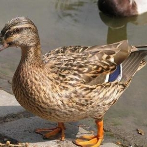 Ordək.1 dənəsi 12 manatdir.Çox alan olsa qiymətində güzəşt mümkündür.