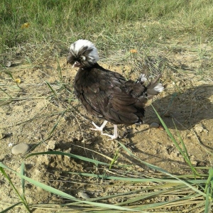 Ag brama gold blac bule sultan gold ag rahibe cuceleri satilir heresin