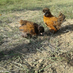 Ag brama gold blac bule sultan gold ag rahibe cuceleri satilir heresin