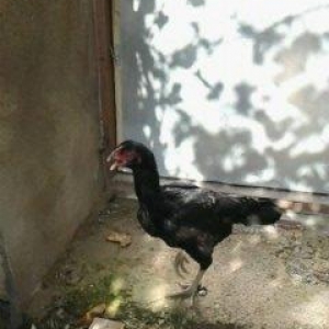 Super heyrati fere satilir. Doyuskendir. 1 yasi var. Real aliciya