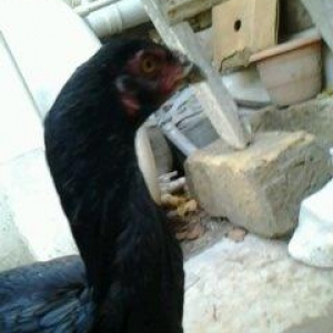 Super heyrati fere satilir. Doyuskendir. 1 yasi var. Real aliciya