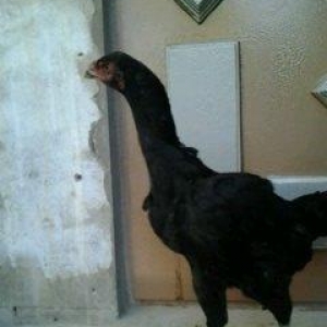 Super heyrati fere satilir. Doyuskendir. 1 yasi var. Real aliciya