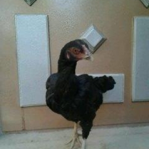 Super heyrati fere satilir. Doyuskendir. 1 yasi var. Real aliciya