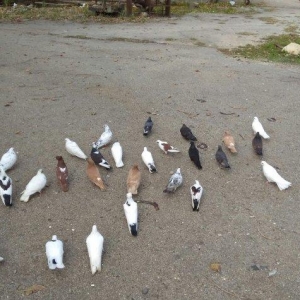 quşlar satilir. 24denedi beş denesin cixmag sertiyle hamsi yeke lelekl