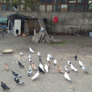 quşlar satilir. 24denedi beş denesin cixmag sertiyle hamsi yeke lelekl