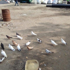 quşlar satilir. 24denedi beş denesin cixmag sertiyle hamsi yeke lelekl