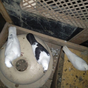 quşlar satilir. 24denedi beş denesin cixmag sertiyle hamsi yeke lelekl