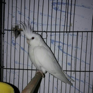 11 aylig ag albinos karella satilir.saglam quwdu.tek oldugu ucun satir