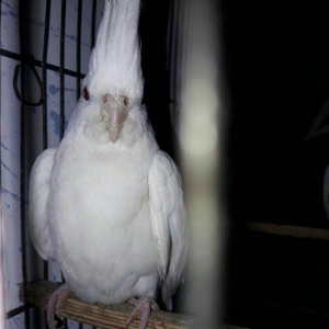 11 aylig ag albinos karella satilir.saglam quwdu.tek oldugu ucun satir