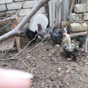 Bramalar satılır. Sağlamdılar. 1 xoruz, 4 toyu