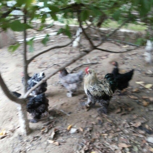 Bramalar satılır. Sağlamdılar. 1 xoruz, 4 toyuq. Toyuqlar hal hazırda