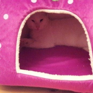 Домики для кошек и маленьких собак. Удобные в стирке и мягкие.