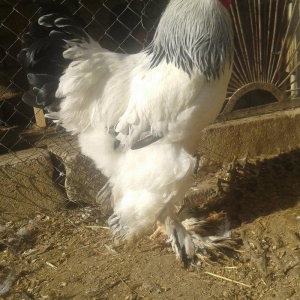 Temiz qan Light brama xoruzlari.
7 ayliq esl damazliq xoruzlar. Ata