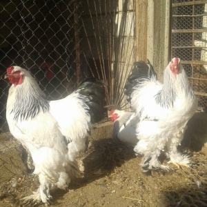 Temiz qan Light brama xoruzlari.
7 ayliq esl damazliq xoruzlar. Ata