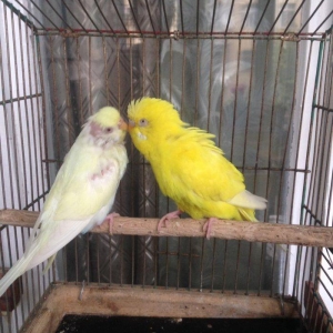 Hazir cud satiram, yas 1,5 ildir!!Bala veren quslardi amma balara yaxs