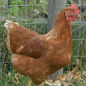 Salam Lənkəranda mikrorayonda YENİ DÜNYA marke